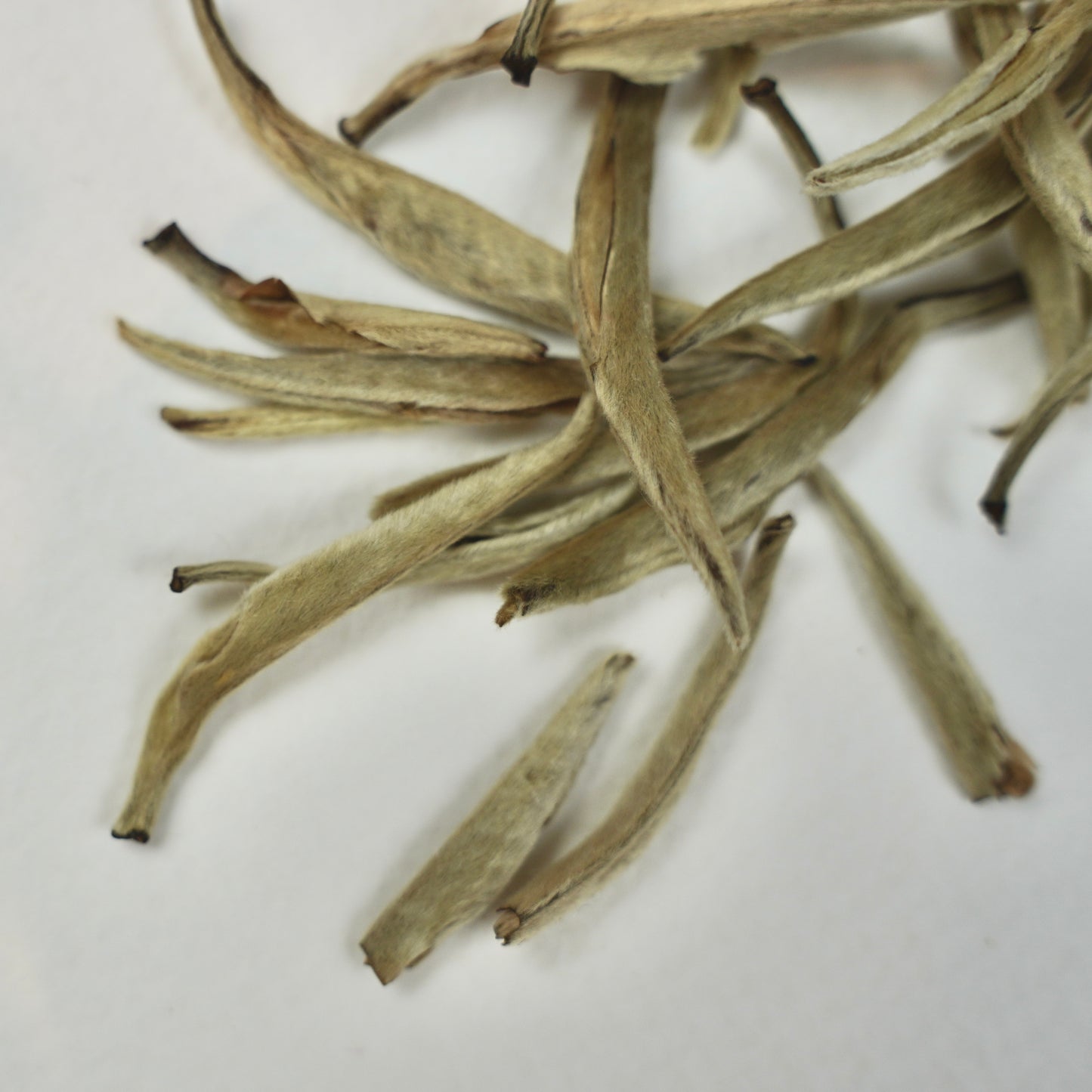 Imperial Grade Silver Needle – White Tea